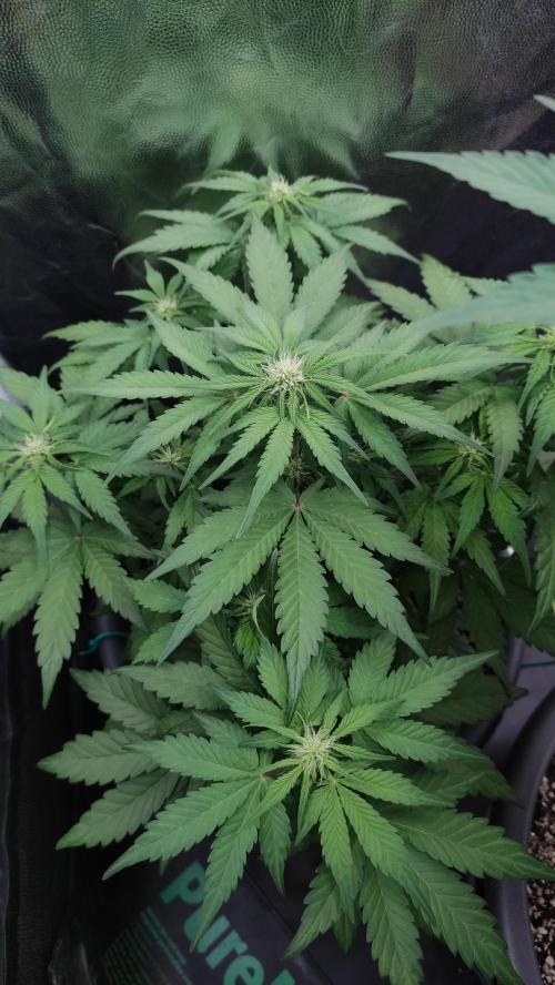 Kyselá Nafta. Week 5