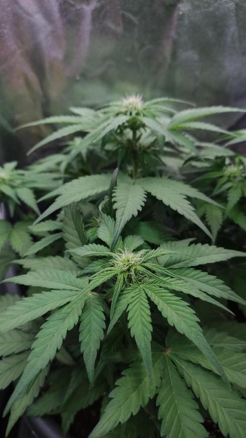 Kyselá Nafta. Week 5