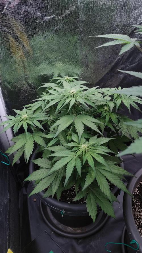 Kyselá Nafta. Week 5