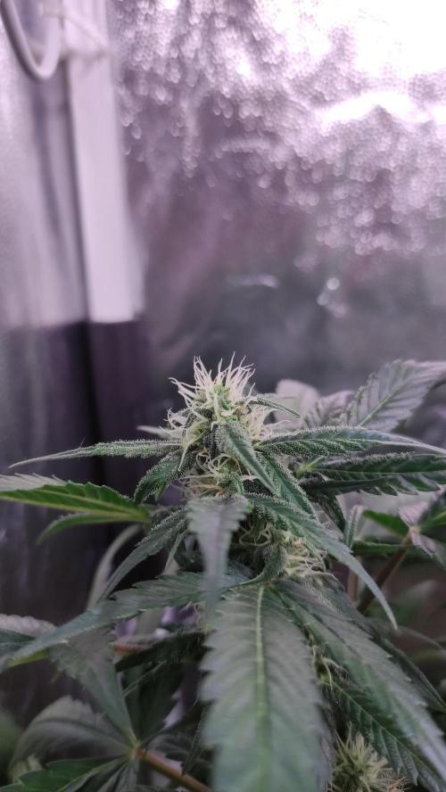 Kyselá Nafta. Week 8