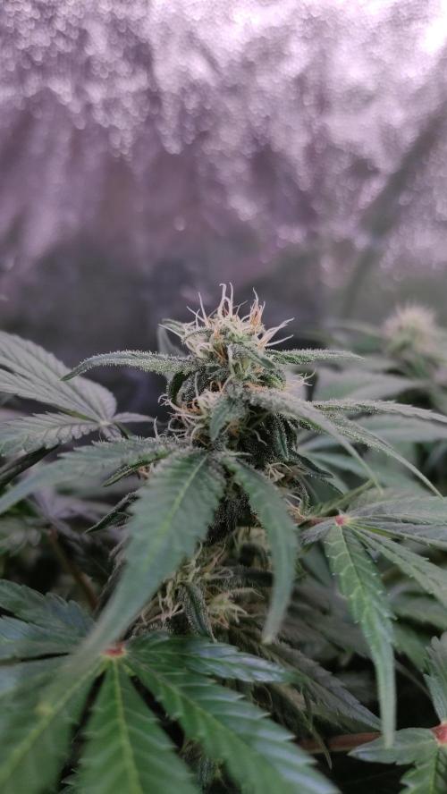 Kyselá Nafta. Week 8