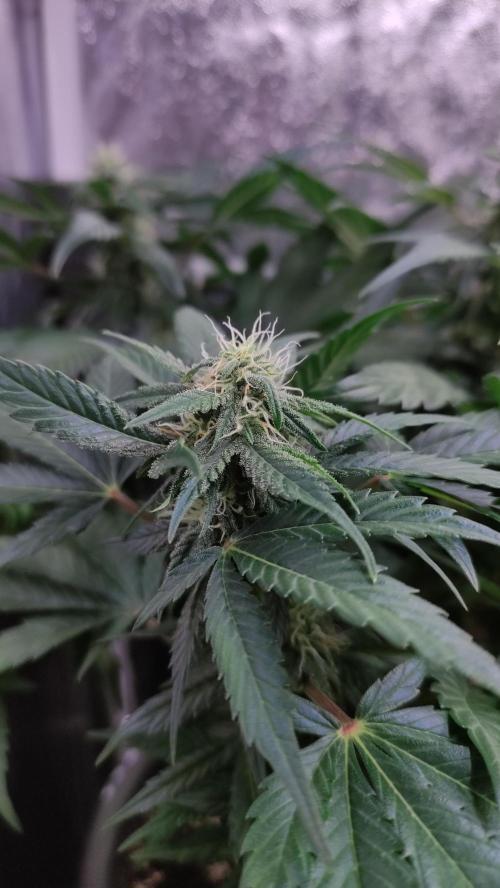 Kyselá Nafta. Week 8