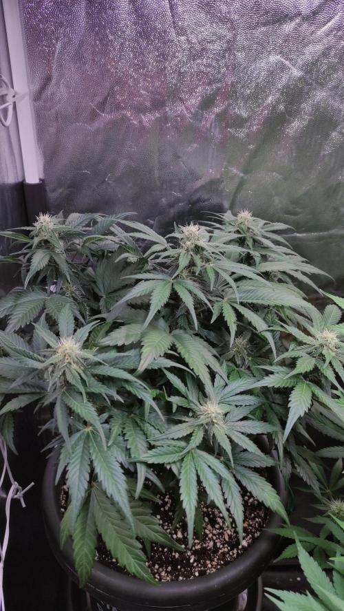 Kyselá Nafta. Week 8