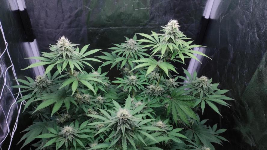 Lemonpaya. Week 9