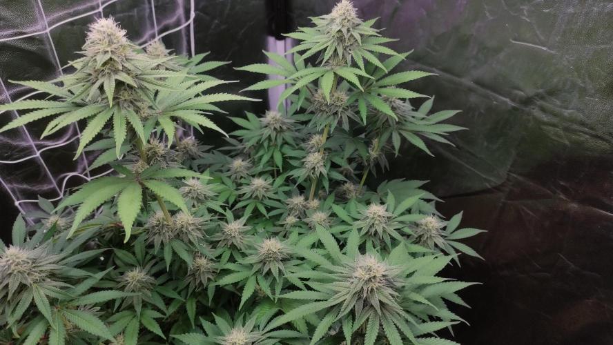 Lemonpaya. Week 9