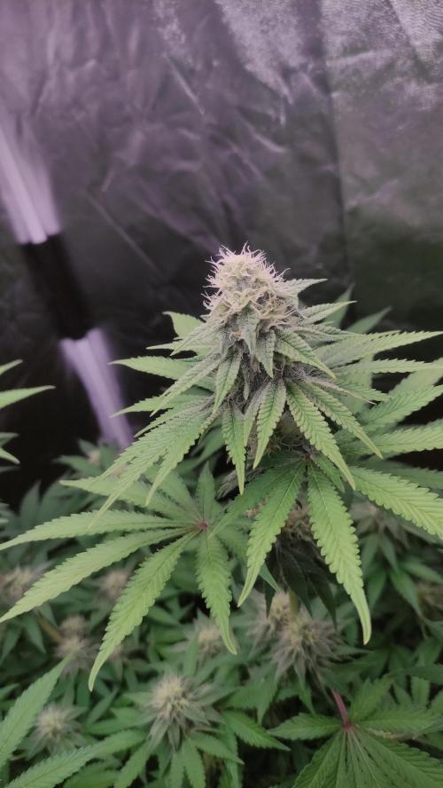 Lemonpaya. Week 9