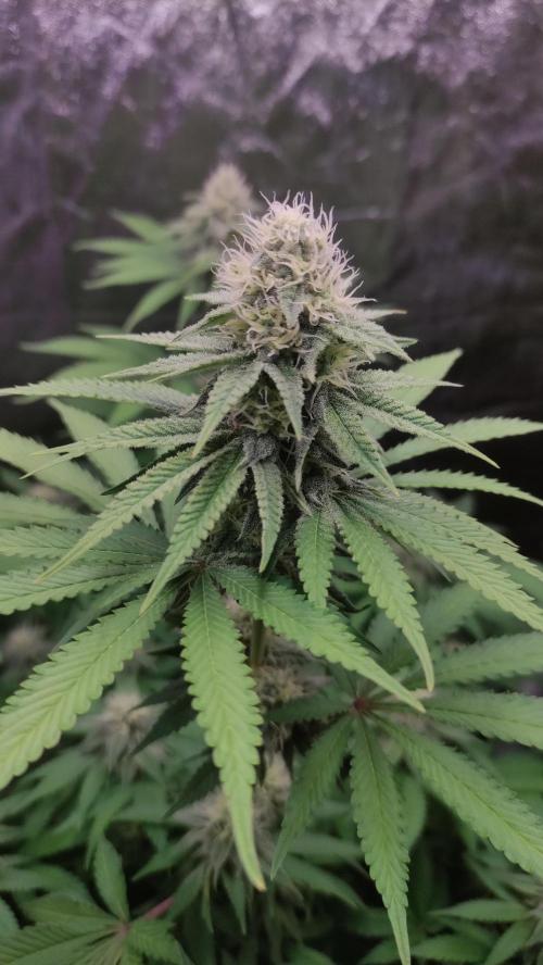Lemonpaya. Week 9