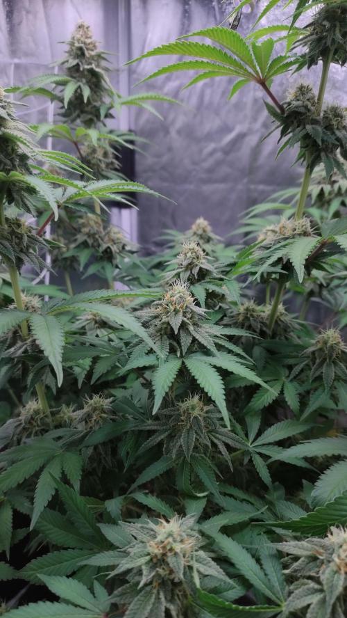 Lemonpaya. Week 10