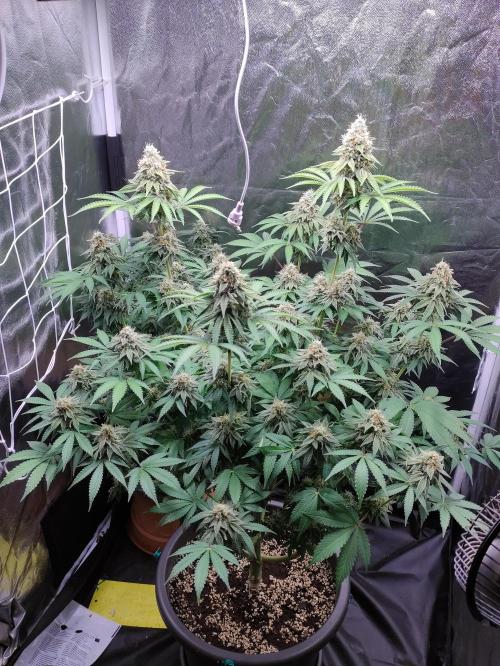 Lemonpaya. Week 11