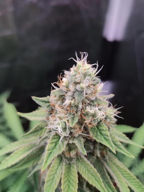 Lemonpaya. Week 11