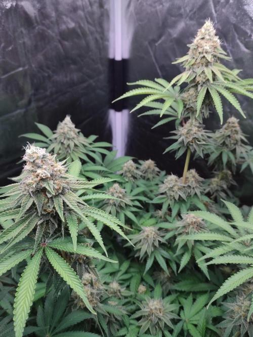 Lemonpaya. Week 11