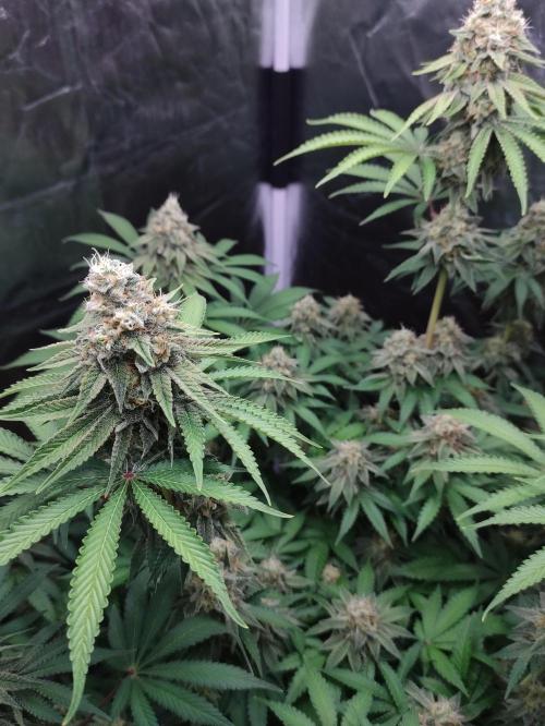 Lemonpaya. Week 11