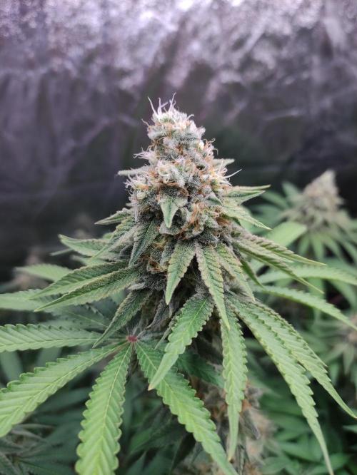 Lemonpaya. Week 11