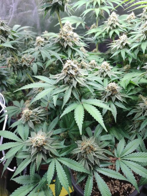 Lemonpaya. Week 11