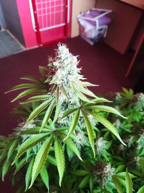 Lemonpaya. Week 13