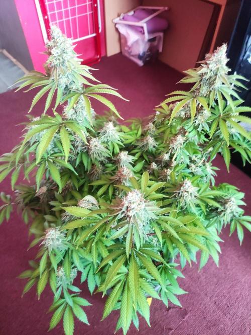 Lemonpaya. Week 13
