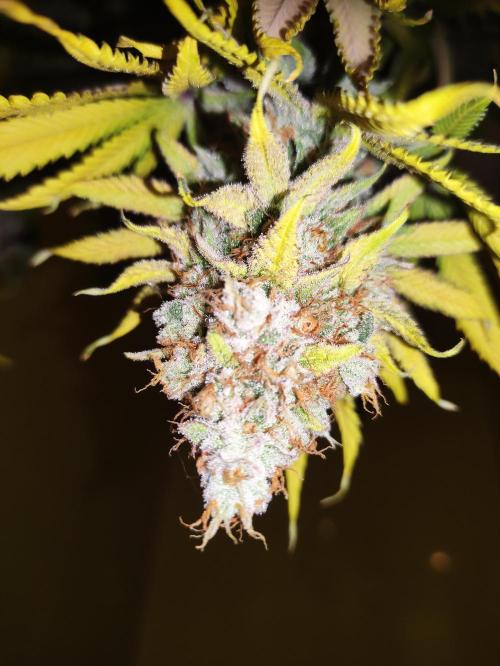 Lemonpaya. Week 13