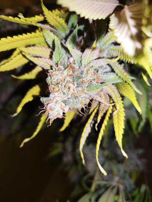 Lemonpaya. Week 13