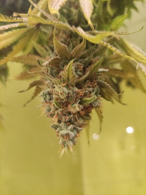 Lemonpaya. Week 13