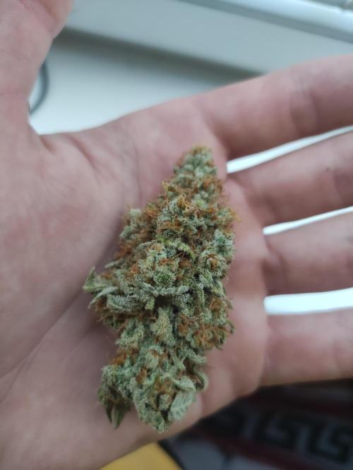 Lemonpaya. Week 13