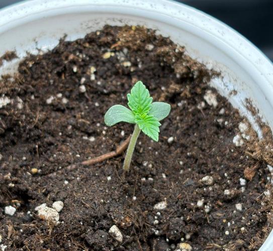 Lemonpaya 2.0. Week 1 - Její první den. 