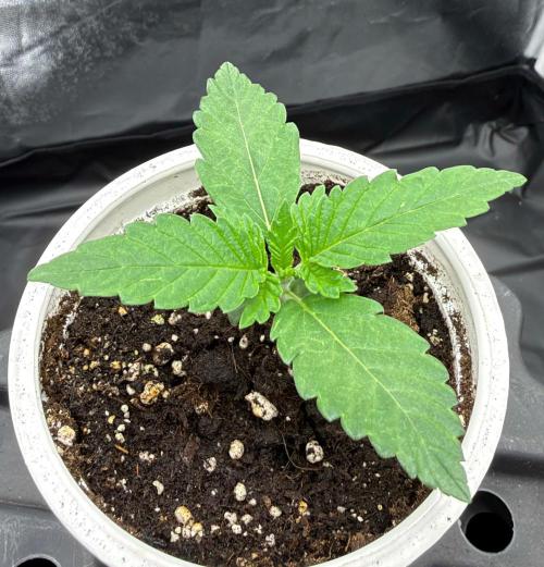 Lemonpaya. Week 1