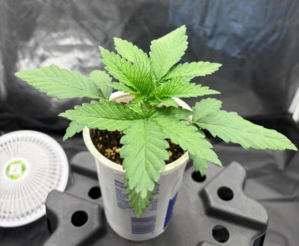 Lemonpaya. Week 2
