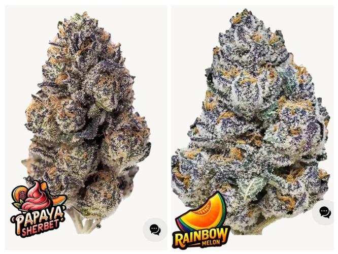 Fast Buds Photo Period Grow. Week 0 - These are the 2 beauties I'm running pic is from Fast Buds websiteb