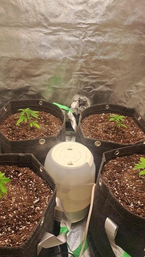 Fast Buds Photo Period Grow