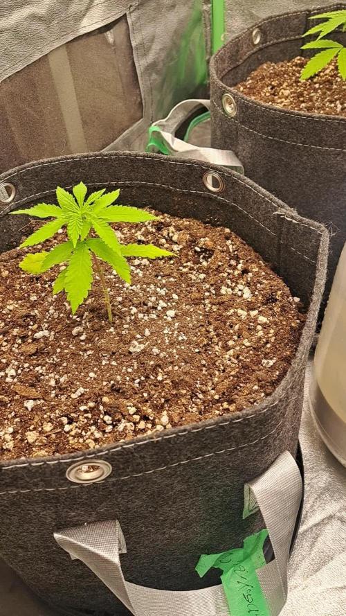 Fast Buds Photo Period Grow