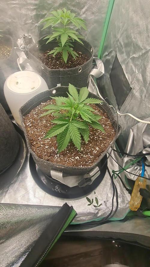 Fast Buds Photo Period Grow