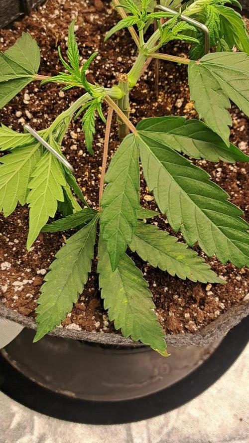 Fast Buds Photo Period Grow
