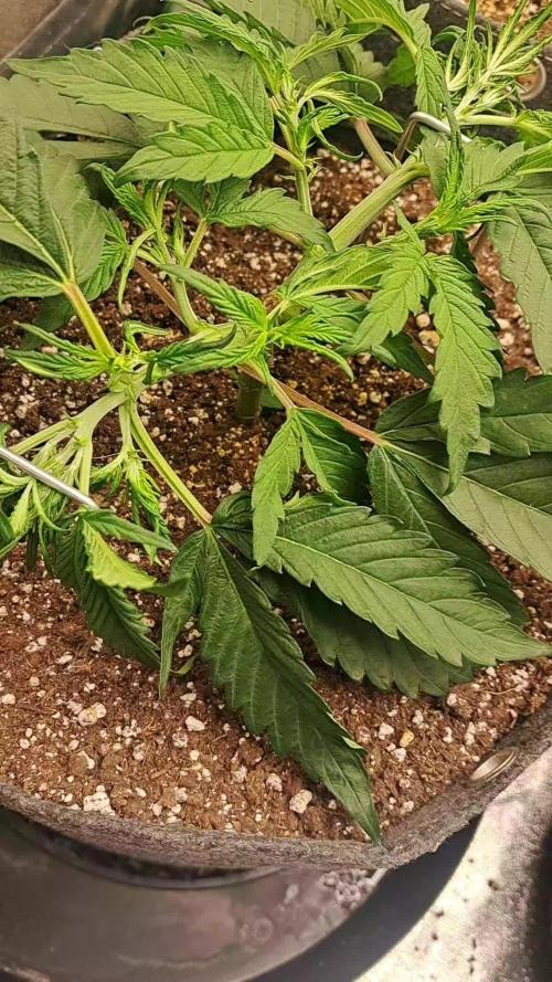 Fast Buds Photo Period Grow