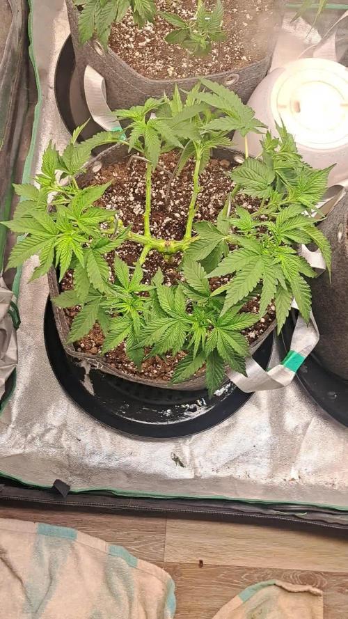 Fast Buds Photo Period Grow