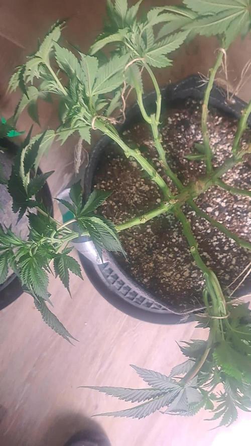 Fast Buds Photo Period Grow