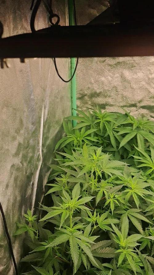 Fast Buds Photo Period Grow
