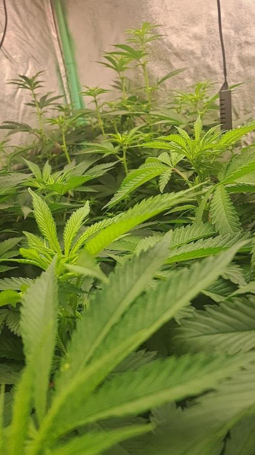 Fast Buds Photo Period Grow