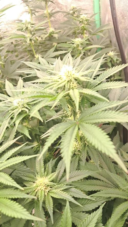 Fast Buds Photo Period Grow
