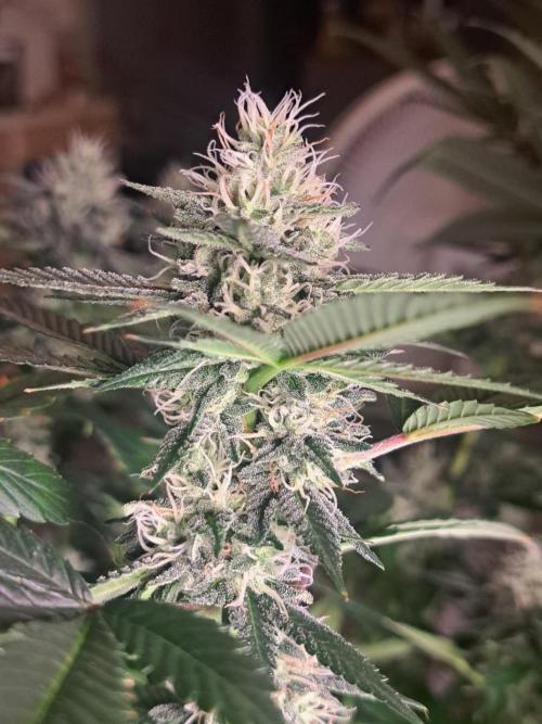 Fast Buds Photo Period Grow. Week 14
