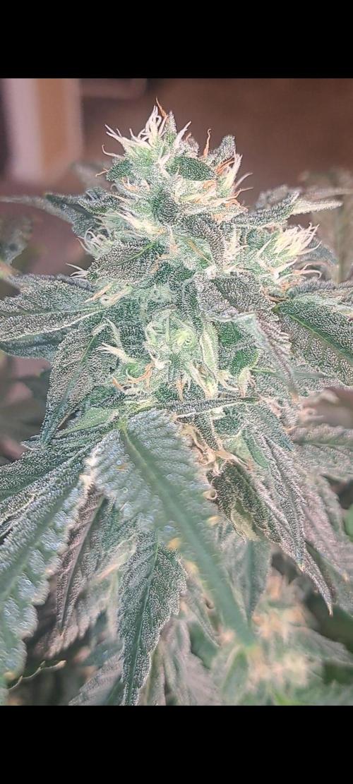 Fast Buds Photo Period Grow. Week 14