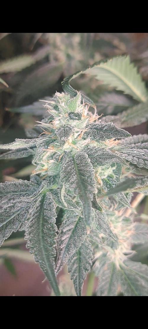 Fast Buds Photo Period Grow. Week 14