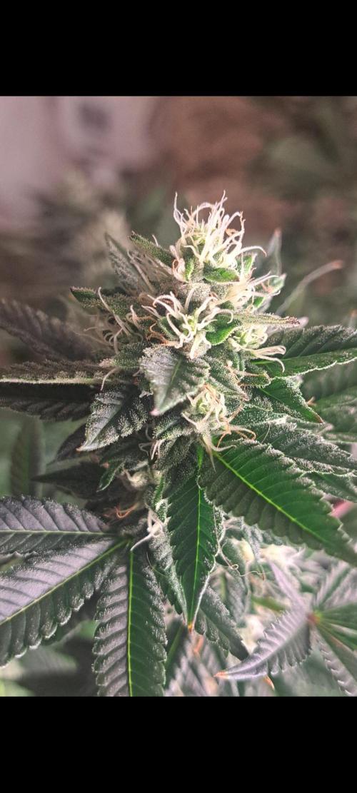 Fast Buds Photo Period Grow. Week 14