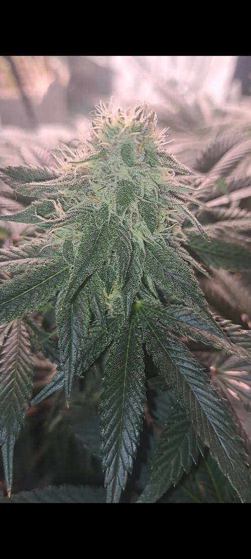 Fast Buds Photo Period Grow. Week 14