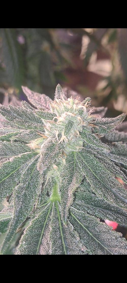 Fast Buds Photo Period Grow. Week 14