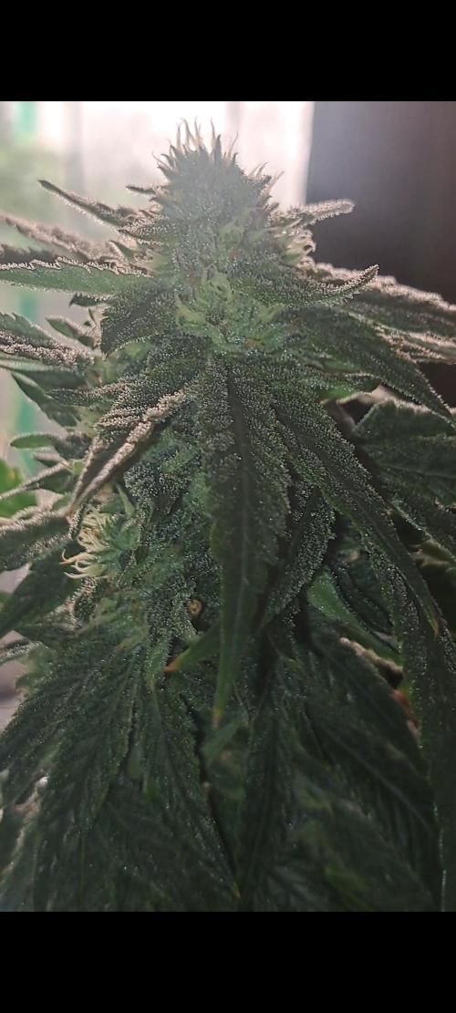 Fast Buds Photo Period Grow. Week 14
