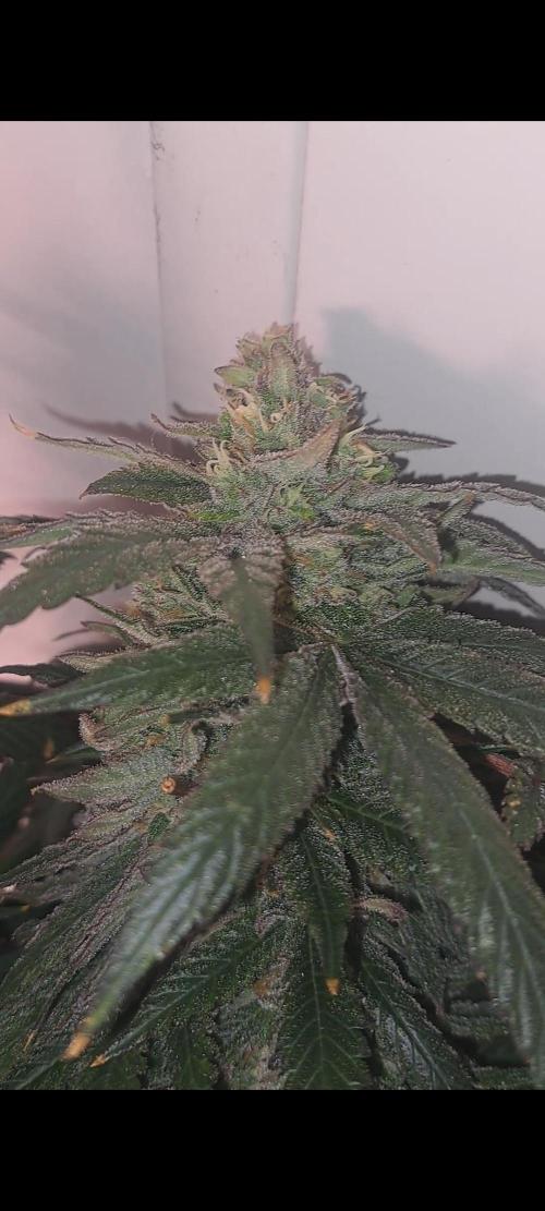 Fast Buds Photo Period Grow. Week 17 - Rainbow Melon 