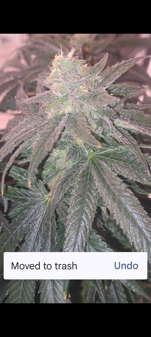 Fast Buds Photo Period Grow. Week 17 - Papaya Sherbert 