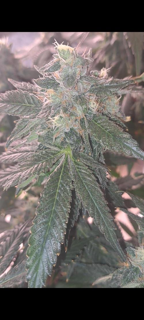 Fast Buds Photo Period Grow. Week 17 - Rainbow 
