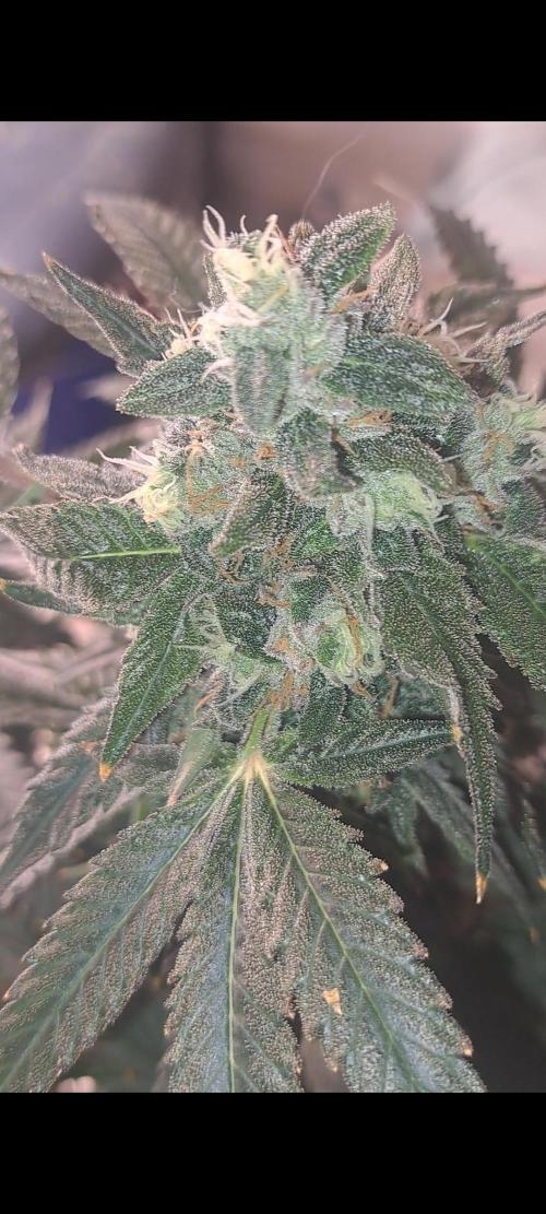 Fast Buds Photo Period Grow. Week 17 - Rainbow Melon 
