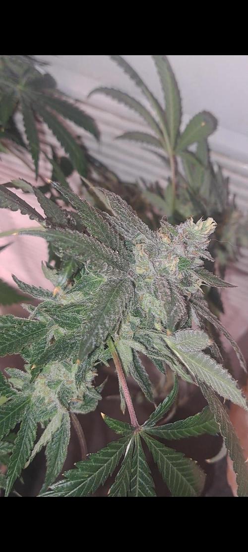 Fast Buds Photo Period Grow. Week 17 - Papaya Sherbert 